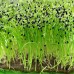 Льняні килимки для мікрозелені